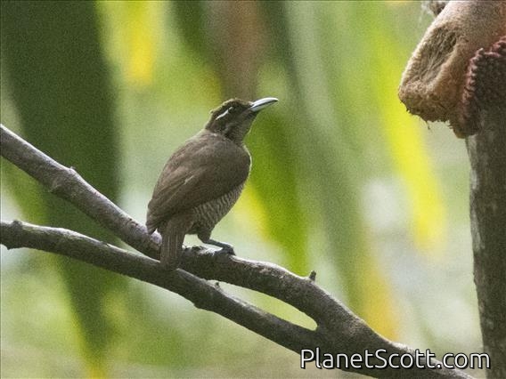 Magnificent Bird-of-Paradise (Diphyllodes magnificus) - Female