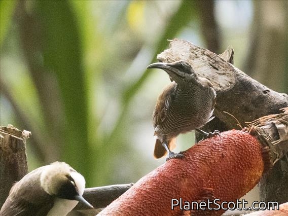 Magnificent Riflebird (Ptiloris magnificus) - Female