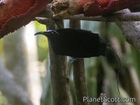 Magnificent Riflebird (Ptiloris magnificus) - Male