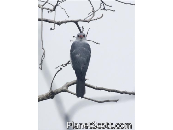 Gray-headed Goshawk (Accipiter poliocephalus)