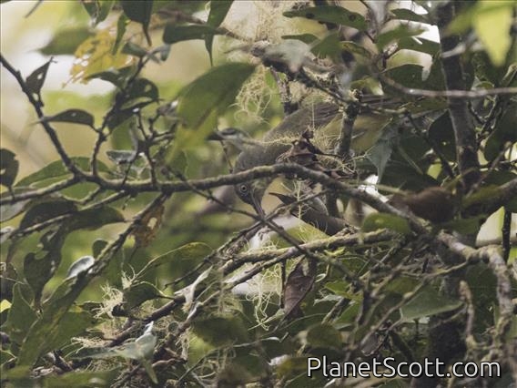 Olive Straightbill (Timeliopsis fulvigula)