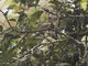 Olive Straightbill (Timeliopsis fulvigula)