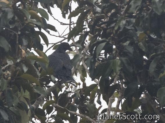 Papuan Mountain-Pigeon (Gymnophaps albertisii)