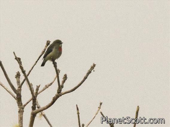 Olive-crowned Flowerpecker (Dicaeum pectorale) - Male