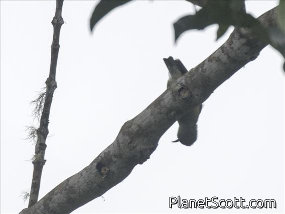 Papuan Treecreeper (Cormobates placens)