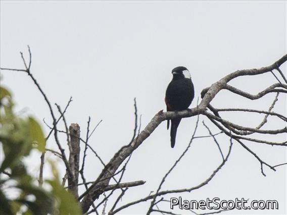 Mountain Peltops (Peltops montanus)