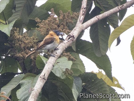 Frilled Monarch (Arses telescopthalmus)