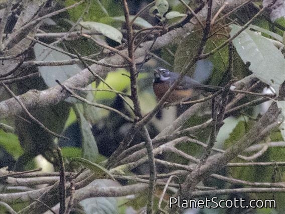Chestnut-bellied Fantail (Rhipidura hyperythra)