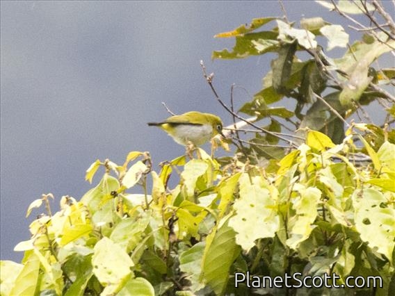 Black-fronted White-eye (Zosterops minor)