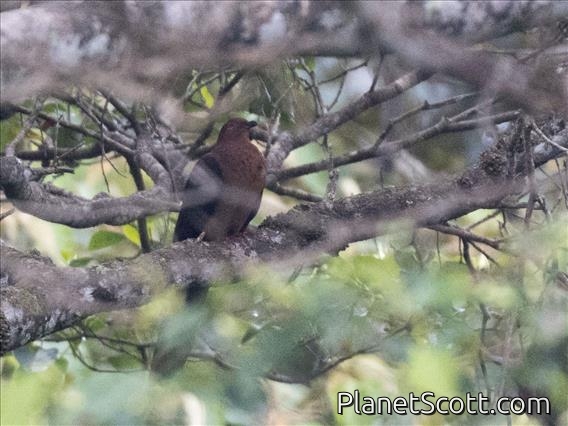 Black-billed Cuckoo-Dove (Macropygia nigrirostris)