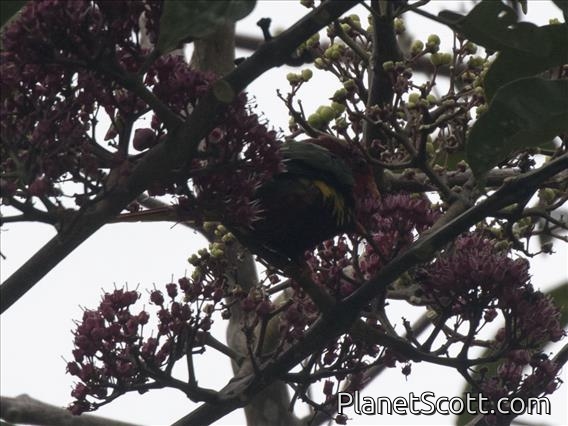 West Papuan Lorikeet (Charmosyna papou)