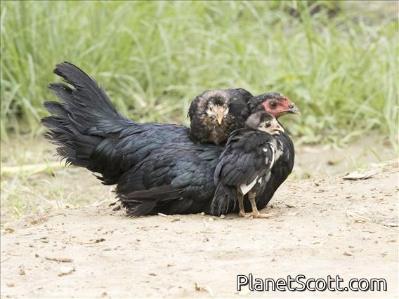 Red Junglefowl (Gallus gallus) - Domestic