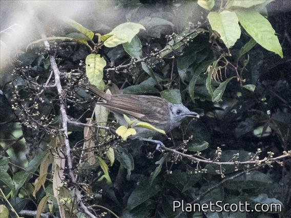 Marbled Honeyeater (Pycnopygius cinereus)