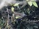 Marbled Honeyeater (Pycnopygius cinereus)