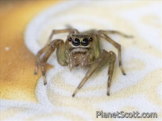 Jumping Spider (Salticidae sp)