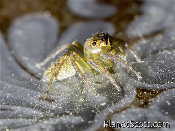Jumping Spider (Salticidae sp)