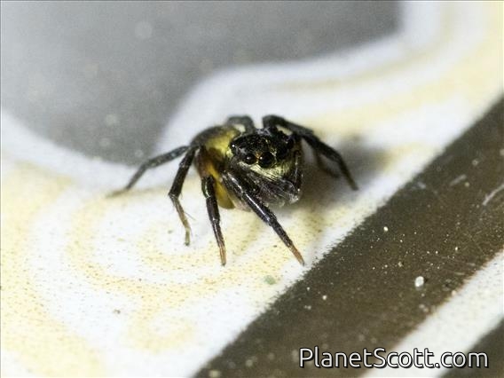 Jumping Spider (Salticidae sp)