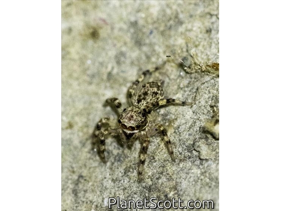 Jumping Spider (Salticidae sp)