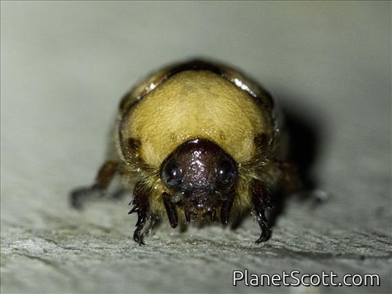 Shining Leaf Chafer (Rutelinae sp)