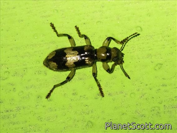 Checkered Beetle (Orthrius sp)