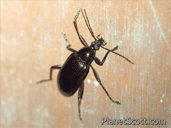 Darkling Beetle (Alleculina sp)