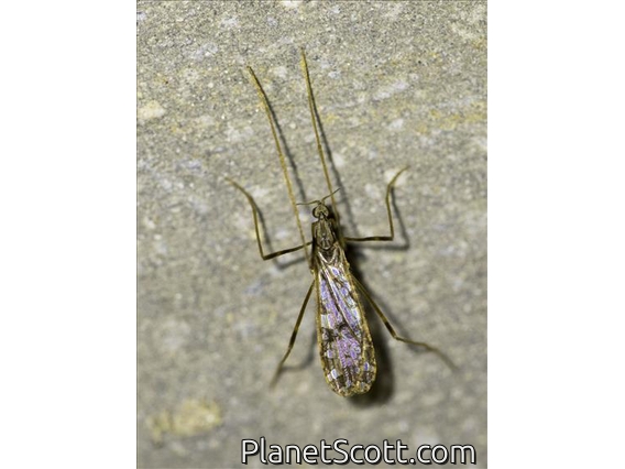 Limoniid Crane Fly (Symplecta sp)