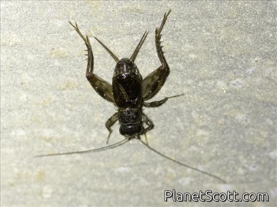 Bark Cricket (Landrevinae sp)
