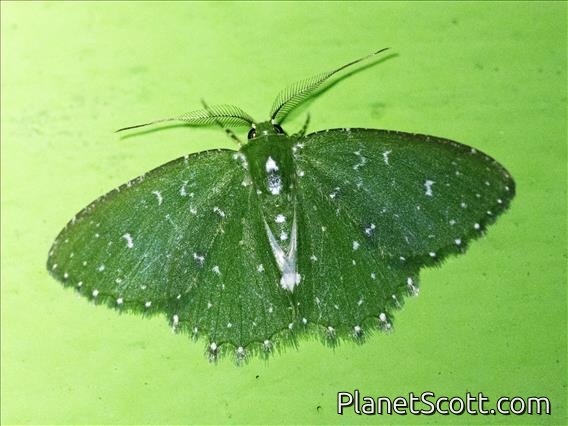 Emerald Moth (Eucyclodes sp)