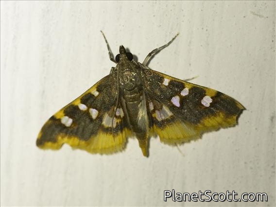 Pearl Moth (Prophantis sp)
