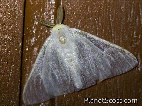Tussock Moth (Arctornis sp)