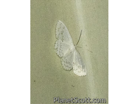 Hooktip Moth (Teldenia nigrinotata)