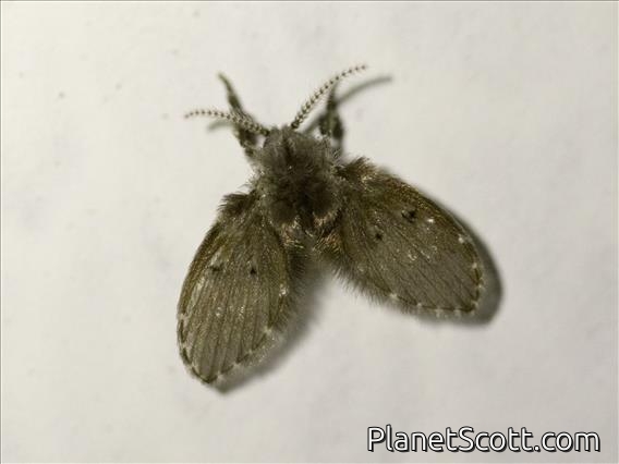 Bathroom Moth Fly (Clogmia albipunctata)