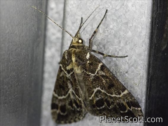 Geometer Moth (Tolmera sp)