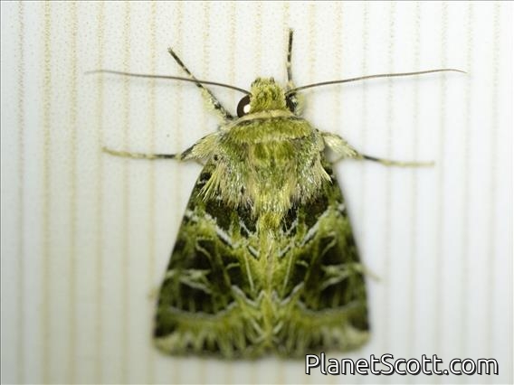 Cutworm Moth (Noctuinae sp)