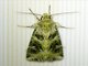Cutworm Moth (Pachythrix sp)