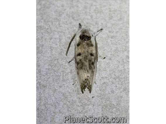 Timber Moth (Arignota sp)