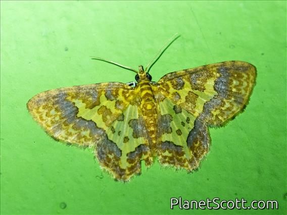 Carpet Moth (Pseudopolynesia hebe)