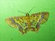 Carpet Moth (Pseudopolynesia hebe)