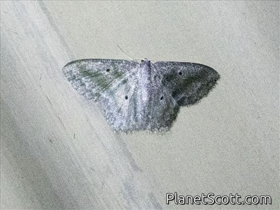 Emerald Moth (Maxates spumata)