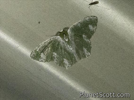 Emerald Moth (Eucyclodes sp)