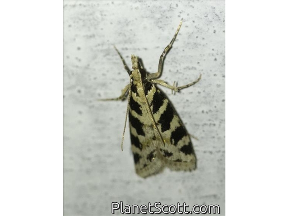 Crambid Snout Moth (Crambidae sp)