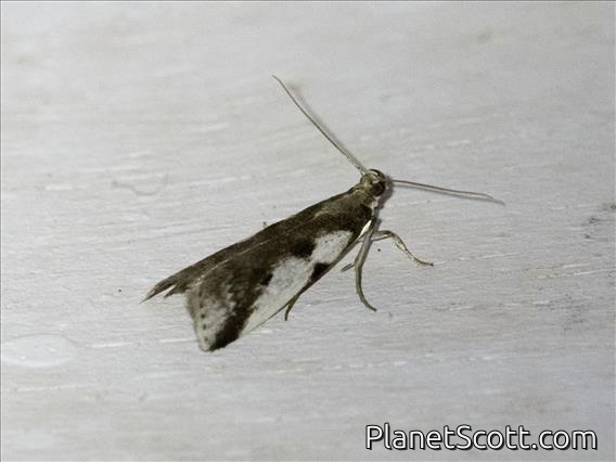 Knot-horn Moth (Phycitinae sp)