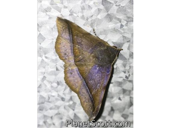 Hypenine Snout Moth (Hypena sp)