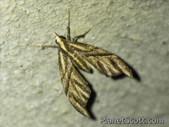 Carpet Moth (Larentiinae sp)