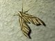 Carpet Moth (Psaliodes sp)