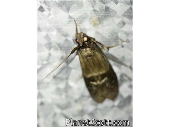 Pyralid Snout Moth (Pyralidae sp)