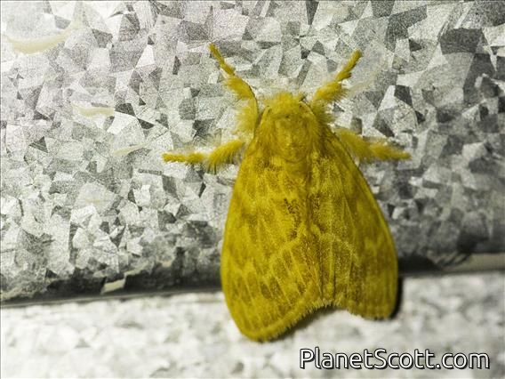 Tussock Moth (Lymantriinae sp)