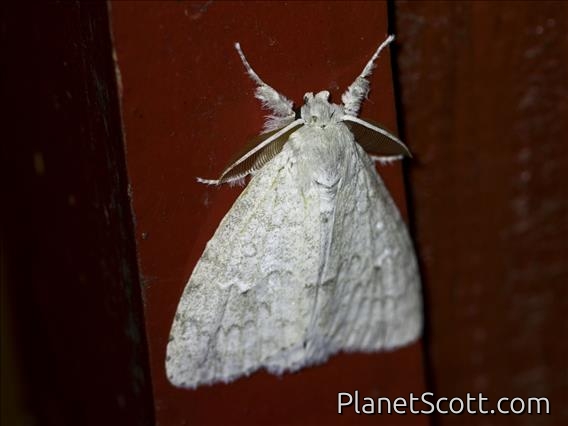 Tussock Moth (Dura sp)