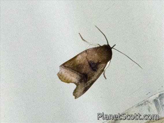 Tufted Moth (Chora sp)