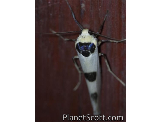 Lichen Moth (Monosyntaxis sp)